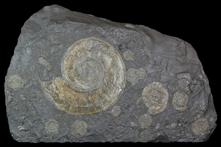 Wide Ammonite Plate (Harpoceras, Dactylioceras) - Germany #93241